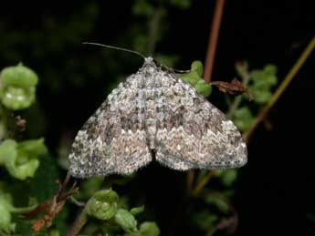 Coenotephria salicata D. & S. adulte - �Philippe Mothiron