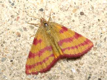 Lythria sanguinaria Dup. adulte - �Patrick Rosset