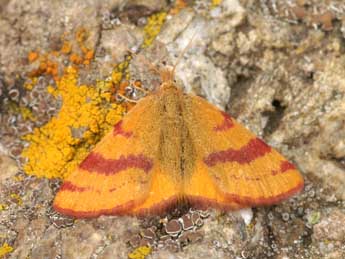 Lythria sanguinaria Dup. adulte - �Lionel Taurand