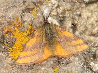 Lythria sanguinaria Dup. adulte - �Lionel Taurand