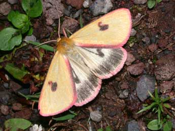 Diacrisia sannio L. adulte - �Philippe Mothiron