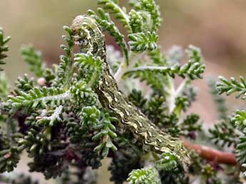  Chenille de Cucullia santolinae Rbr - �Daniel Morel