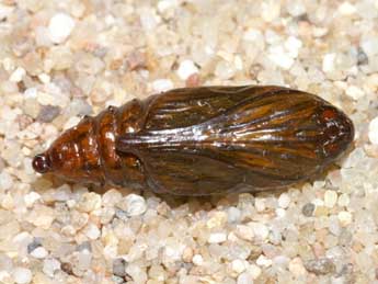  Chrysalide de Cucullia santolinae Rbr - �Lionel Taurand