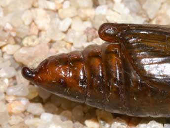  Chrysalide de Cucullia santolinae Rbr - �Lionel Taurand