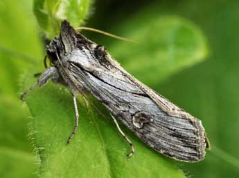 Cucullia santonici Hb. adulte - �Daniel Morel