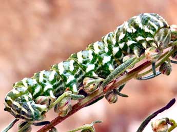  Chenille de Cucullia santonici Hb. - �Daniel Morel