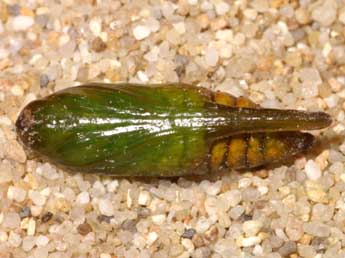  Chrysalide de Cucullia santonici Hb. - �Lionel Taurand