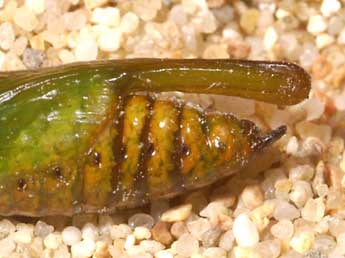  Chrysalide de Cucullia santonici Hb. - �Lionel Taurand