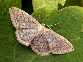 Idaea sardoniata Homberg adulte - �Daniel Morel
