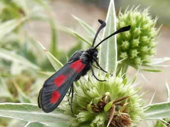 Zygaena sarpedon Hb. adulte - �Philippe Mothiron