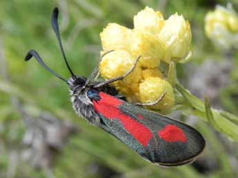 Zygaena sarpedon Hb. adulte - �Philippe Mothiron