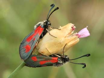 Zygaena sarpedon Hb. adulte - �Daniel Morel