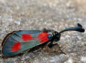 Zygaena sarpedon Hb. adulte - �Daniel Morel