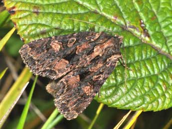 Mniotype satura D. & S. adulte - �Philippe Mothiron