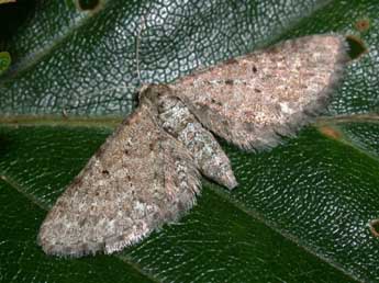 Eupithecia satyrata Hb. adulte - �Philippe Mothiron