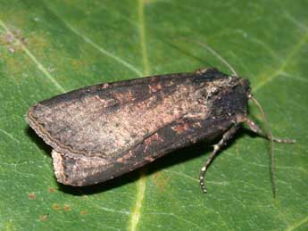 Peridroma saucia Hb. adulte - �Philippe Mothiron