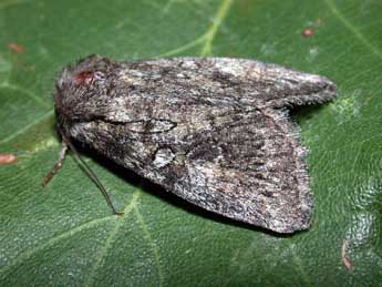 Evisa schawerdae Reiss. adulte - �Philippe Mothiron