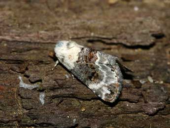 Eublemma scitula Rbr adulte - �Patrick Rosset