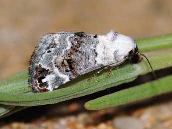 Eublemma scitula Rbr adulte - �St�phane Grenier