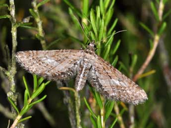 Eupithecia scopariata Rbr adulte - �Philippe Mothiron