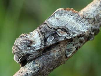 Cleoceris scoriacea Esp. adulte - �Daniel Morel