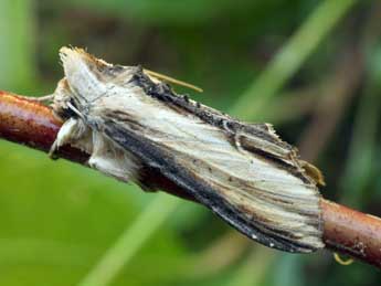 Cucullia scrophulariae D. & S. adulte - �Daniel Morel