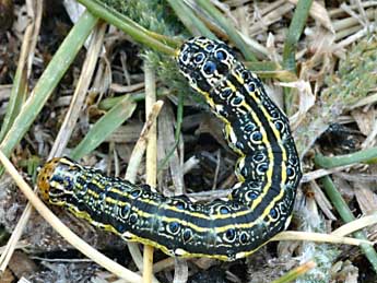  Chenille de Protoschinia scutosa D. & S. - �Daniel Morel