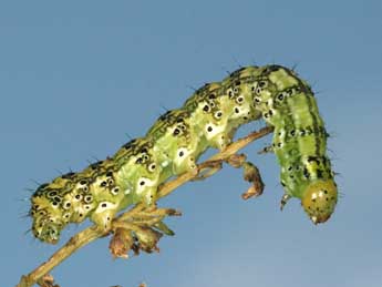  Chenille de Protoschinia scutosa D. & S. - �Daniel Morel