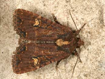 Mesapamea secalella Remm adulte - �Daniel Morel