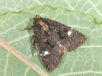 Mesapamea secalis L. adulte - �Philippe Mothiron