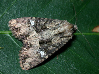 Mesapamea secalis L. adulte - �Philippe Mothiron