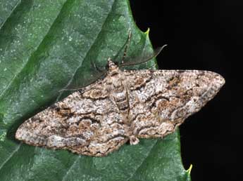 Peribatodes secundaria D. & S. adulte - �Philippe Mothiron