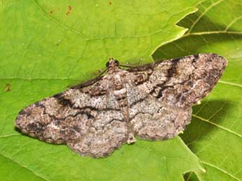 Peribatodes secundaria D. & S. adulte - �Philippe Mothiron