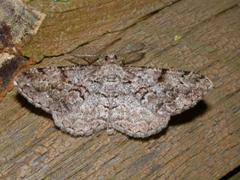 Peribatodes secundaria D. & S. adulte - �Philippe Mothiron