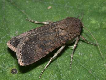 Agrotis segetum D. & S. adulte - �Philippe Mothiron