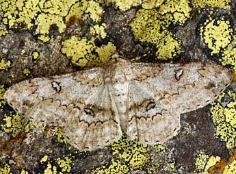 Ascotis selenaria D. & S. adulte - �Daniel Morel