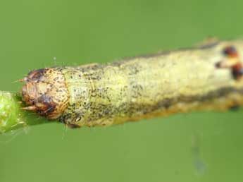  Chenille de Ascotis selenaria D. & S. - �Lionel Taurand