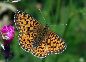 Boloria selene D. & S. adulte - �Philippe Mothiron