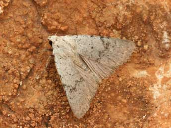 Caradrina selini Bsdv. adulte - �Daniel Morel