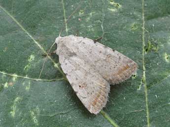 Caradrina selini Bsdv. adulte - �David Demerges