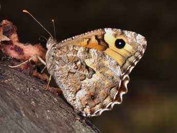 Hipparchia semele L. adulte - �Philippe Mothiron