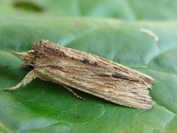 Lithophane semibrunnea Hw. adulte - �Jean-Paul Quinette