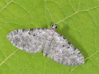 Eupithecia semigraphata Brd adulte - �Philippe Mothiron