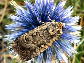 &copy;Daniel Morel. Spaelotis senna Frr