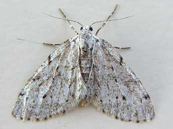 Tephronia sepiaria Hfn. adulte - �Jean-Paul Quinette