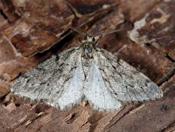 Tephronia sepiaria Hfn. adulte - �Samuel Ducept