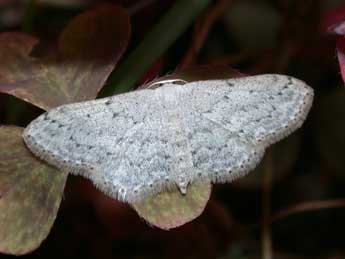 Idaea seriata Schrk adulte - �Philippe Mothiron