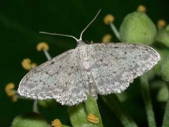 Idaea seriata Schrk adulte - �Philippe Mothiron
