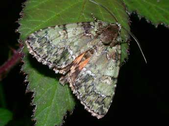 Polyphaenis sericata Esp. adulte - �Philippe Mothiron