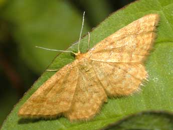 Idaea serpentata Hfn. adulte - �Fran�ois Spill